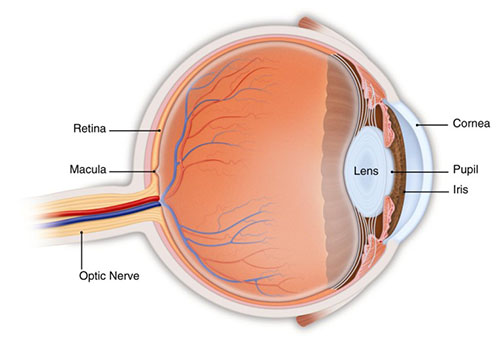 Retinal Conditions